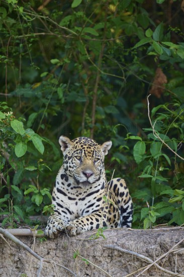 A jaguar enthroned in the jungle, alert and awake, jaguar (Panthera onca), Pantanal, UNESCO Biosphere Reserve, Mato Grosso, Brazil