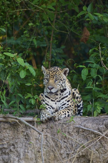 Jaguar lying vigil on a branch, surrounded by leaves, Jaguar (Panthera onca), Pantanal, UNESCO Biosphere Reserve, Mato Grosso, Brazil