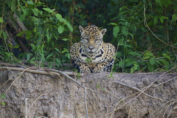 A jaguar lies on the edge, surrounded by dense greenery, Jaguar (Panthera onca), Pantanal, UNESCO Biosphere Reserve, Mato Grosso, Brazil