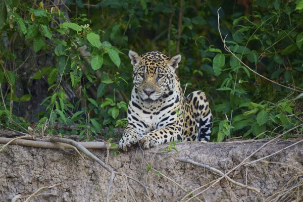 A resting jaguar, hidden in the dense forest, Jaguar (Panthera onca), Pantanal, UNESCO Biosphere Reserve, Mato Grosso, Brazil