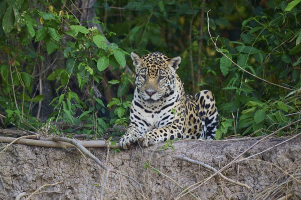 Jaguar looking alert, lying between plants, Jaguar (Panthera onca), Pantanal, UNESCO Biosphere Reserve, Mato Grosso, Brazil