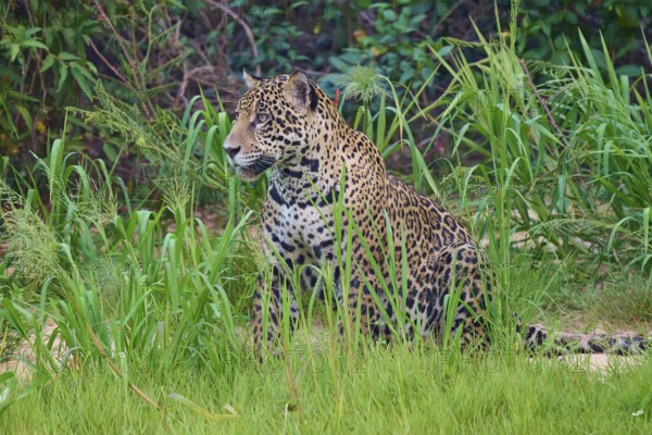 Jaguar sits quietly in the greenery, well camouflaged by the vegetation, Jaguar (Panthera onca), Pantanal, UNESCO Biosphere Reserve, Mato Grosso, Brazil