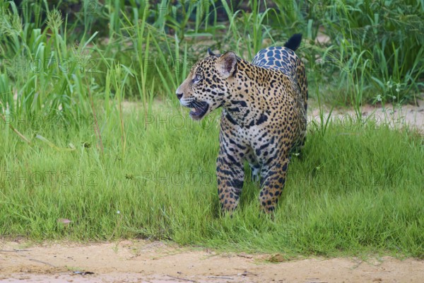 Jaguar standing in the dense grass and looking out, Jaguar (Panthera onca), Pantanal, UNESCO Biosphere Reserve, Mato Grosso, Brazil