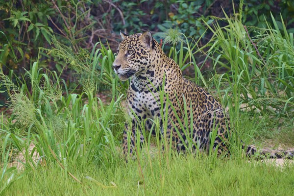 A jaguar sits quietly in the green jungle, Jaguar (Panthera onca), Pantanal, UNESCO Biosphere Reserve, Mato Grosso, Brazil