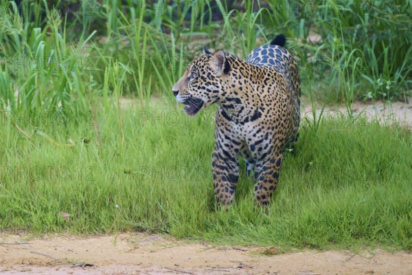 A jaguar stands in the grass, alert and vigilant, jaguar (Panthera onca), Pantanal, UNESCO Biosphere Reserve, Mato Grosso, Brazil
