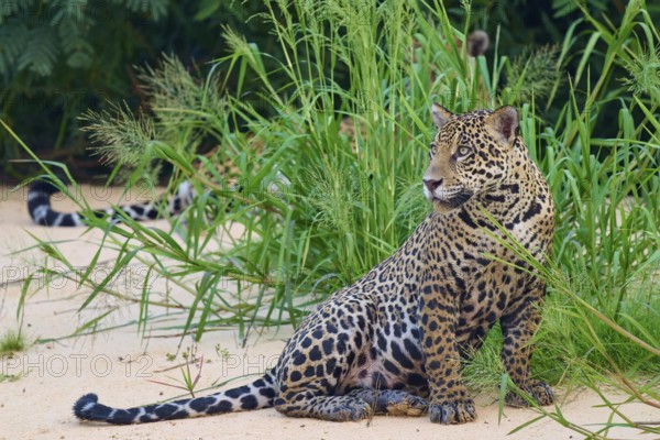 A jaguar sits in the greenery, surrounded by sand and plants, Jaguar (Panthera onca), Pantanal, UNESCO Biosphere Reserve, Mato Grosso, Brazil