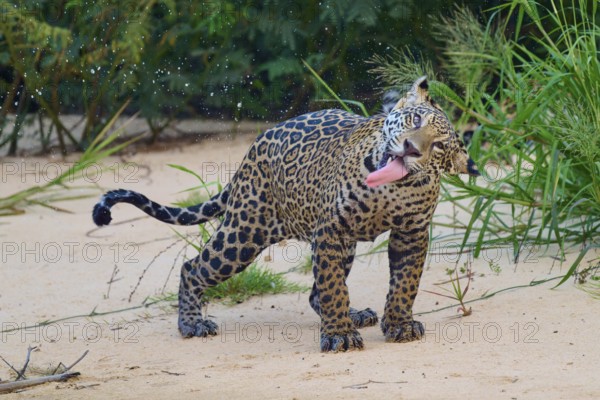 A jaguar with its tongue outstretched, surrounded by tropical vegetation, Jaguar (Panthera onca), Pantanal, UNESCO Biosphere Reserve, Mato Grosso, Brazil