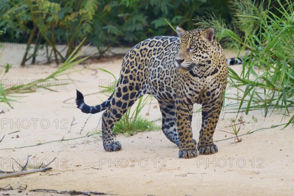 A jaguar attentively observes its surroundings in its natural habitat, jaguar (Panthera onca), Pantanal, UNESCO Biosphere Reserve, Mato Grosso, Brazil