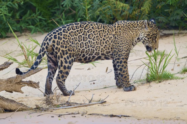 A jaguar stands on sandy ground, surrounded by green plants in the jungle, Jaguar (Panthera onca), Pantanal, UNESCO Biosphere Reserve, Mato Grosso, Brazil