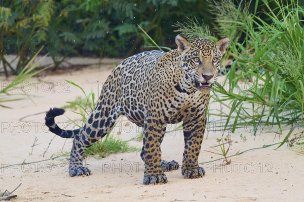 A jaguar stands at attention in the sandy area, surrounded by plants, Jaguar (Panthera onca), Pantanal, UNESCO Biosphere Reserve, Mato Grosso, Brazil