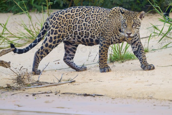 A jaguar walks attentively over a sandy area surrounded by green vegetation, Jaguar (Panthera onca), Pantanal, UNESCO Biosphere Reserve, Mato Grosso, Brazil