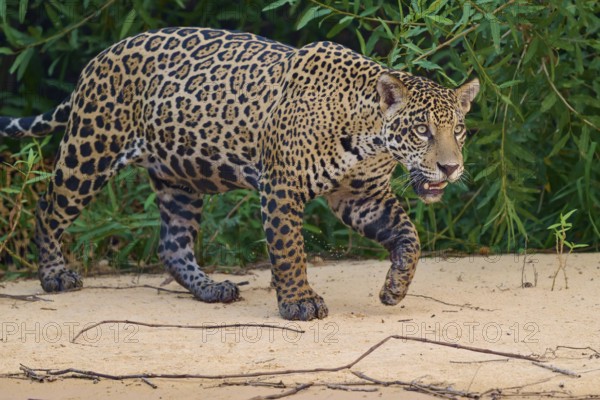 A jaguar walks attentively along the riverbank, surrounded by dense vegetation, Jaguar (Panthera onca), Pantanal, UNESCO Biosphere Reserve, Mato Grosso, Brazil