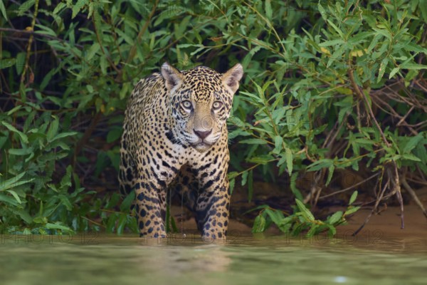 A jaguar walks on sandy ground surrounded by green jungle, Jaguar (Panthera onca), Pantanal, UNESCO Biosphere Reserve, Mato Grosso, Brazil