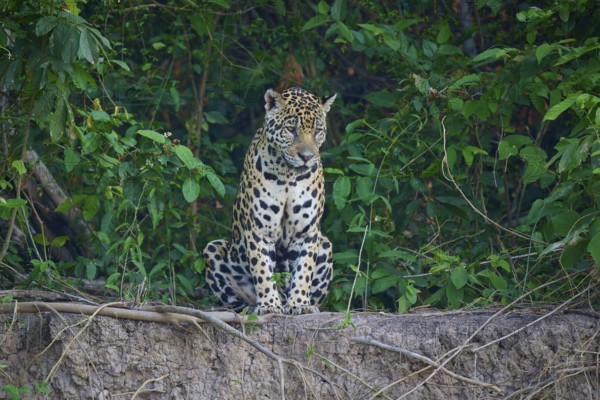 A jaguar sits vigilantly on the riverbank surrounded by dense jungle, Jaguar (Panthera onca), Pantanal, UNESCO Biosphere Reserve, Mato Grosso, Brazil
