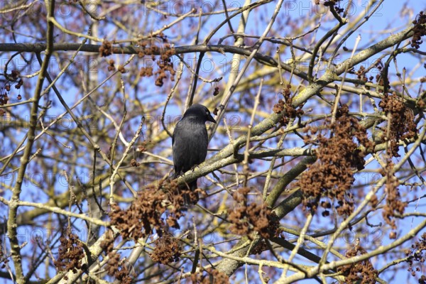 Jackdaw (Corvus monedula) on a branch, winter, blue sky, Germany