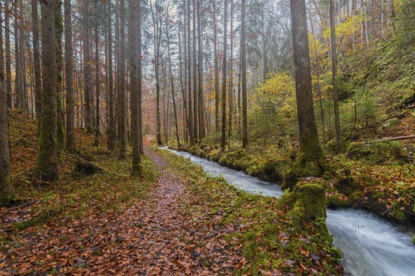 Serene autumn scene in the Bavarian Alps, in Hintersee, featuring a forest trail lined with fallen leaves and a gently flowing stream, amidst tall trees with golden foliage