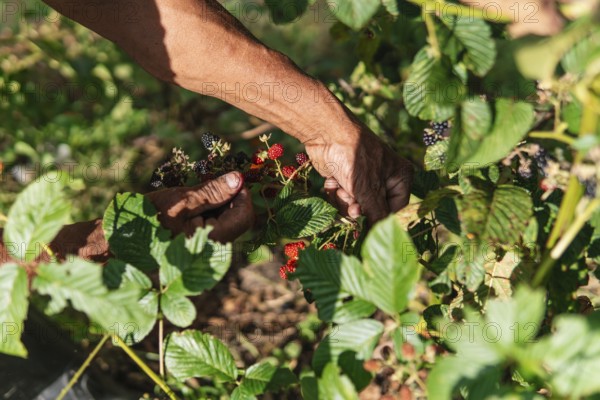 Hands carefully harvest ripe blackberries from lush green foliage in a sunlit Colombian farm A close-up of traditional farming practices and fresh produce in South America