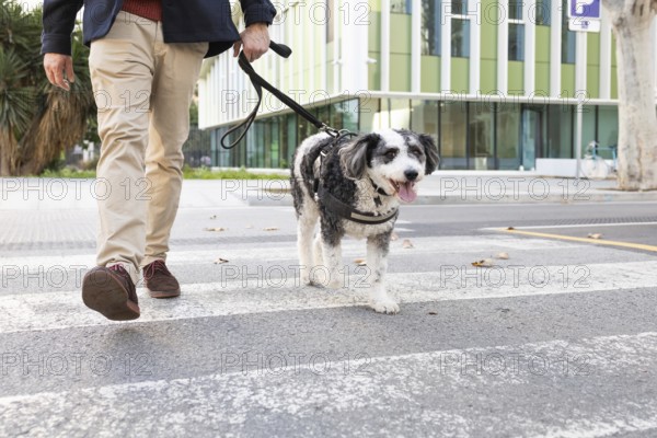 Cropped unrecognizable man crossing a city street with his leashed dog. The dog looks directly at the camera while walking on a pedestrian crossing