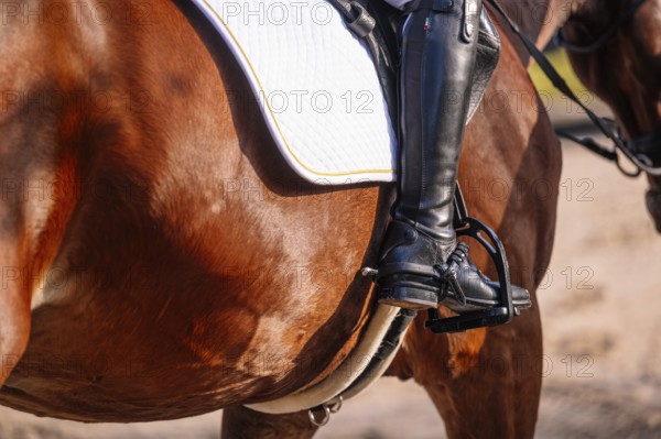 Close-up of a cropped unrecognizable teenager's leather-clad leg in stirrup while practicing classical dressage. The image captures details of horse gear and rider's elegance