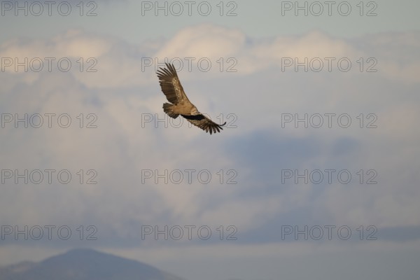 A griffon vulture gracefully glides through the sky, its wings extended wide against a backdrop of soft clouds and distant mountain peaks Photographed in Alicante, Spain