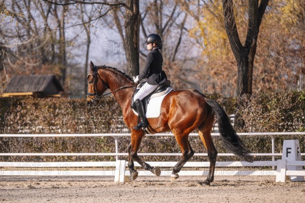 A female teenager in classical dressage attire rides a majestic brown horse, focusing intently on her riding technique in an outdoor arena surrounded by autumn trees