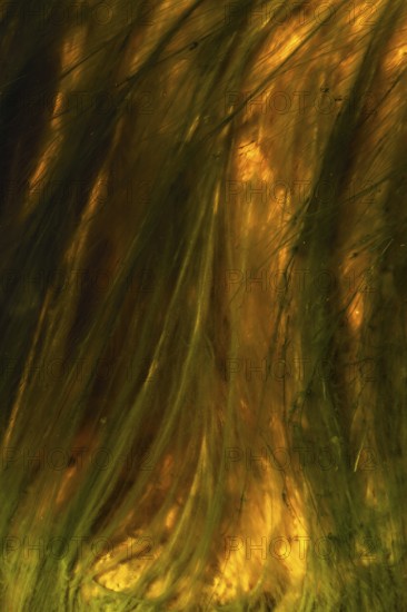 The Riotinto River in Huelva, Spain exhibits a mesmerizing blend of vivid orange and green hues Its unique waterscapes are shaped by minerals and lively reflections