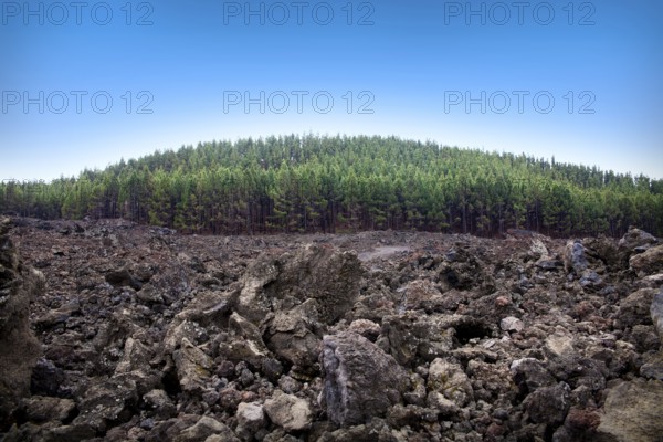 This vibrant landscape captures the contrast between a dense pine forest and the rugged volcanic formations of El Tanque, Tenerife, showcasing nature's diversity