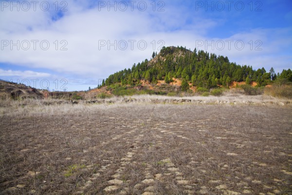 Captivating landscape of El Tanque, Tenerife, featuring the remnants of wheat hiking paths, lush pine-covered hills, and a vivid blue sky, showcasing the natural beauty of the region