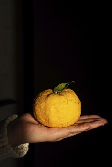 A hand gently cradles a ripe, yellow lemon with a single green leaf, set against a dark, contrasting background. The fruit texture is highlighted by subtle lighting