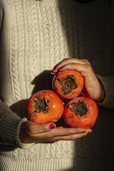 A woman hands gently cradle three ripe persimmons against a textured, cozy sweater background. The warm colors contrast beautifully with the fabric, exuding autumn vibes