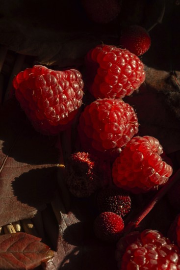 Close up of fresh raspberries resting on a dark, rustic background, garnished with autumn leaves. The rich red berries contrast beautifully with the deep shadows