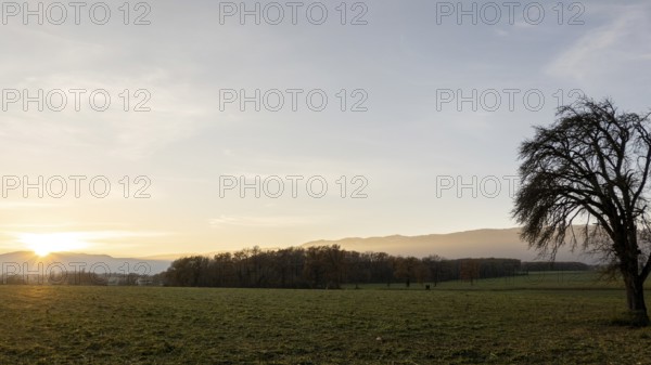 Captivating sunset scene over Lake Geneva with the Swiss Alps in the background, featuring a barren tree and a lush green field