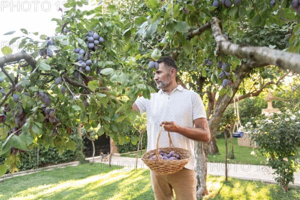 A man picks ripe plums from a tree, holding a wicker basket in a sunlit garden. The scene captures a tranquil moment of outdoor harvest amid lush greenery