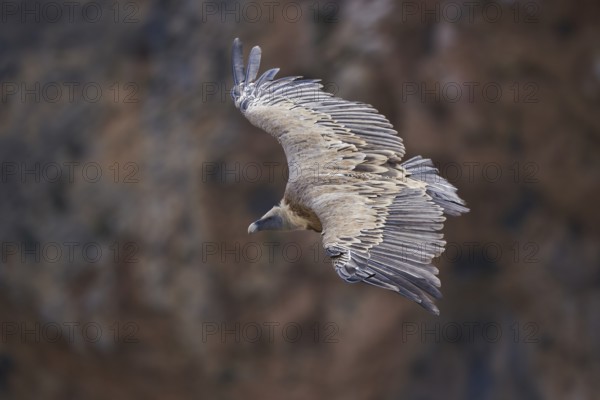 A griffon vulture soaring gracefully above rugged rocky cliffs, its expansive wings and intricate plumage beautifully displayed Photographed in Alicante, Spain