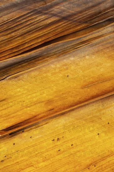 Close-up shot highlighting the natural, golden hues and striped pattern of golden desert sandstone. Perfect for backgrounds and textural studies