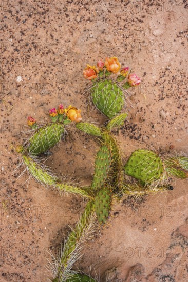 A colorful cactus blooms with vibrant orange flowers against a background of sandy soil in Coyote Buttes, part of the Paria Canyon-Vermilion Cliffs Wilderness, Arizona, USA
