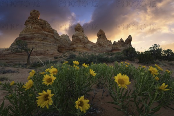 Stunning landscape image of Coyote Buttes in the Paria Canyon-Vermilion Cliffs Wilderness, Arizona, featuring vibrant Desert Sunflowers, Geraea canescens under a dramatic sunset sky