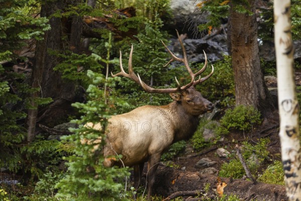 A powerful, full-antlered elk stands amid the verdant wilderness of Colorado, showcasing the natural beauty and wildlife of the area