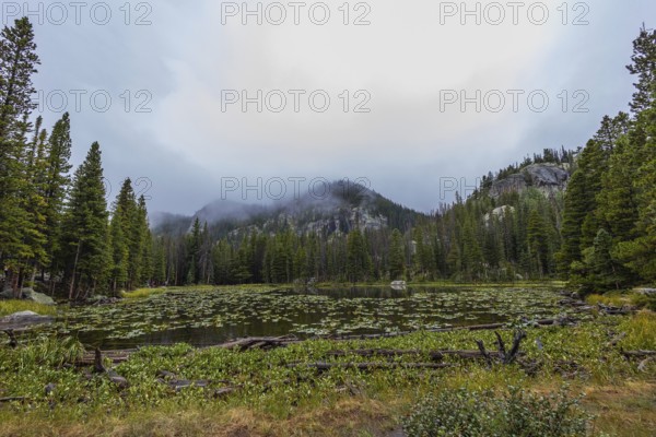 Captivating view of a serene lake dotted with lily pads, encased by a dense green forest under a foggy mountain backdrop. This tranquil nature scene captures the essence of Colorado's wilderness