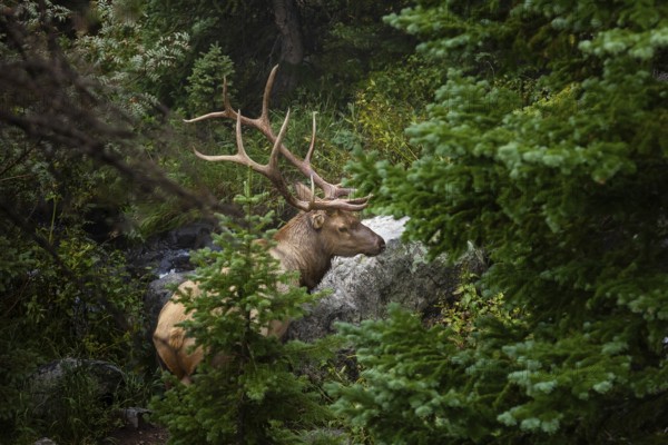 Majestic elk with impressive antlers rests by a creek, surrounded by dense foliage in the serene forests of Colorado, showcasing natural wildlife habitat