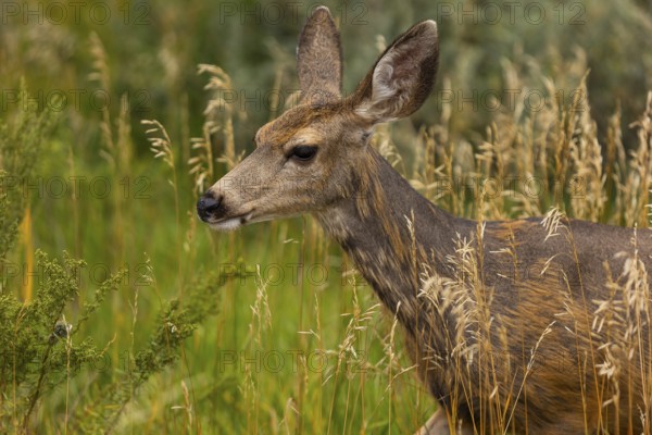 A close-up photograph capturing a mule deer standing amidst tall, sunlit grasses in Colorado, highlighting the animal's detailed fur texture and serene environment