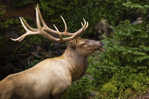 An impressive elk stands amidst vibrant green foliage in a Colorado forest, with striking antlers showcased in a natural setting
