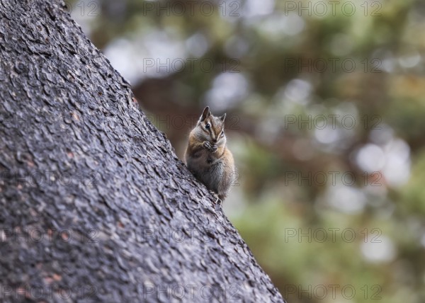 A cute chipmunk snacks on seeds while perched on the rough bark of a large tree in a lush Colorado forest, exemplifying local wildlife in a natural setting