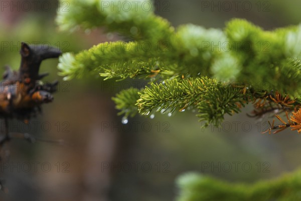 Detailed close-up shot of dew-laden evergreen branches, showcasing a mixture of vibrant green and orange needles, set against a blurred natural background
