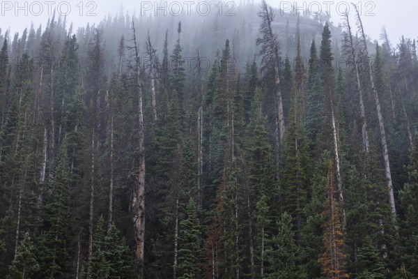 A serene view of tall conifer trees shrouded in mist at the Rocky Mountain National Park in Colorado, showcasing the natural beauty and tranquil atmosphere of the area