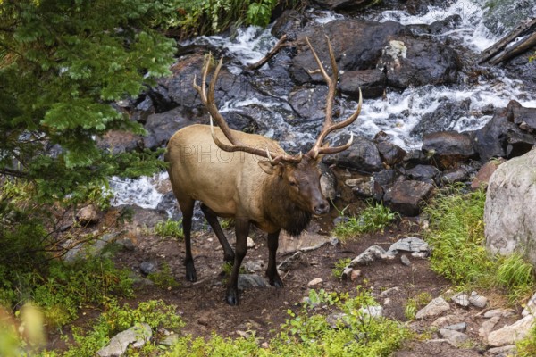 Majestic elk with large antlers stands by a rocky stream in a Colorado forest setting, showcasing the wildlife and natural beauty of the area