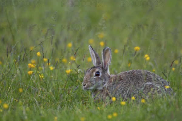 Moorland meadows offer the wild rabbit (Oryctolagus cuniculus) a rich food spectrum, Germany