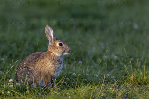 The young wild rabbit (Oryctolagus cuniculus) can still enjoy the warming sun, but in a few minutes everything will be in the shade, young animal, animal children, Germany
