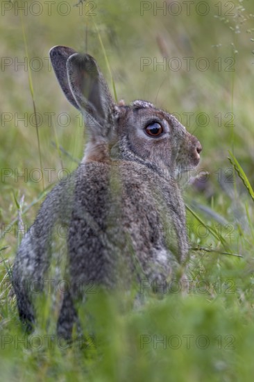 A strong wild rabbit buck (Oryctolagus cuniculus) in a meadow with fresh wild herbs, Germany