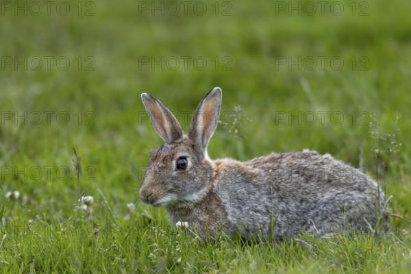 With such a rich food supply, the wild rabbit (Oryctolagus cuniculus) selectively eats different plant species, Germany